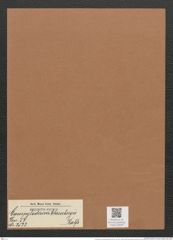 Campylodiscus ehrenbergii Ralfs (de-Toni-Nr.: Genus 57, Species 2523) Zeichnungen Sammlung Grunow Mappe 02678 (Herbarium_W_Grunow_drawings_Folder_02678)